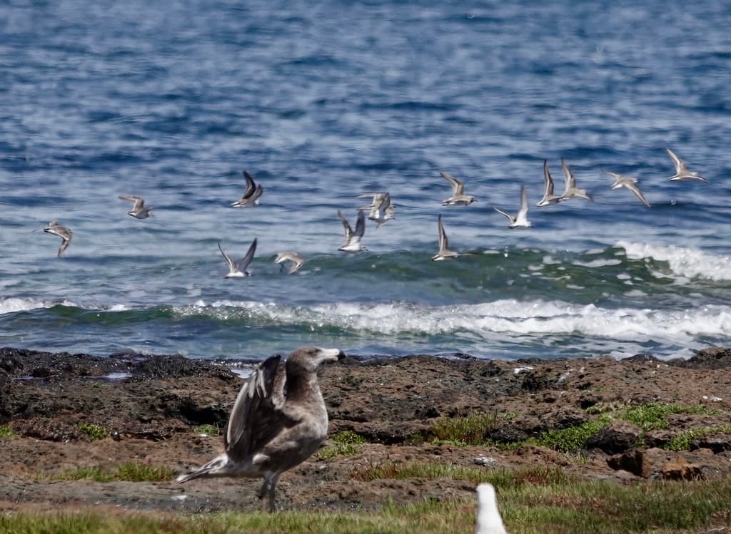 Red-necked Stint