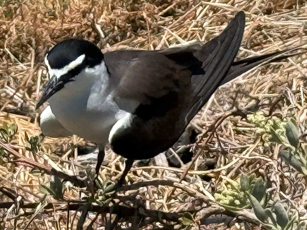 Bridled Tern