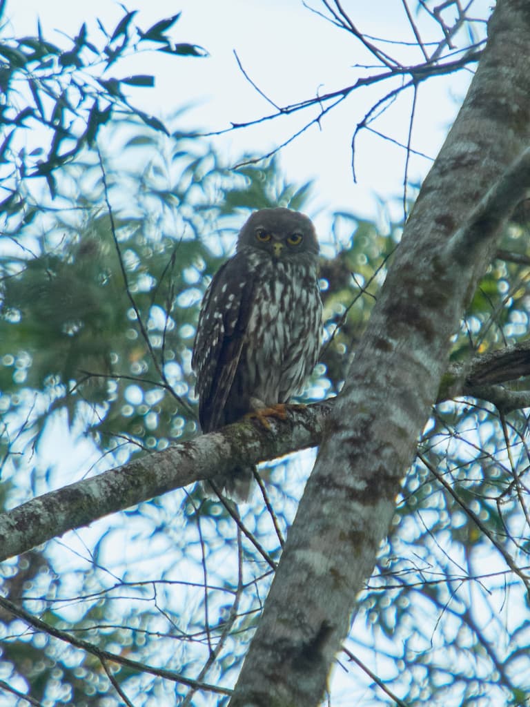 Barking Owl