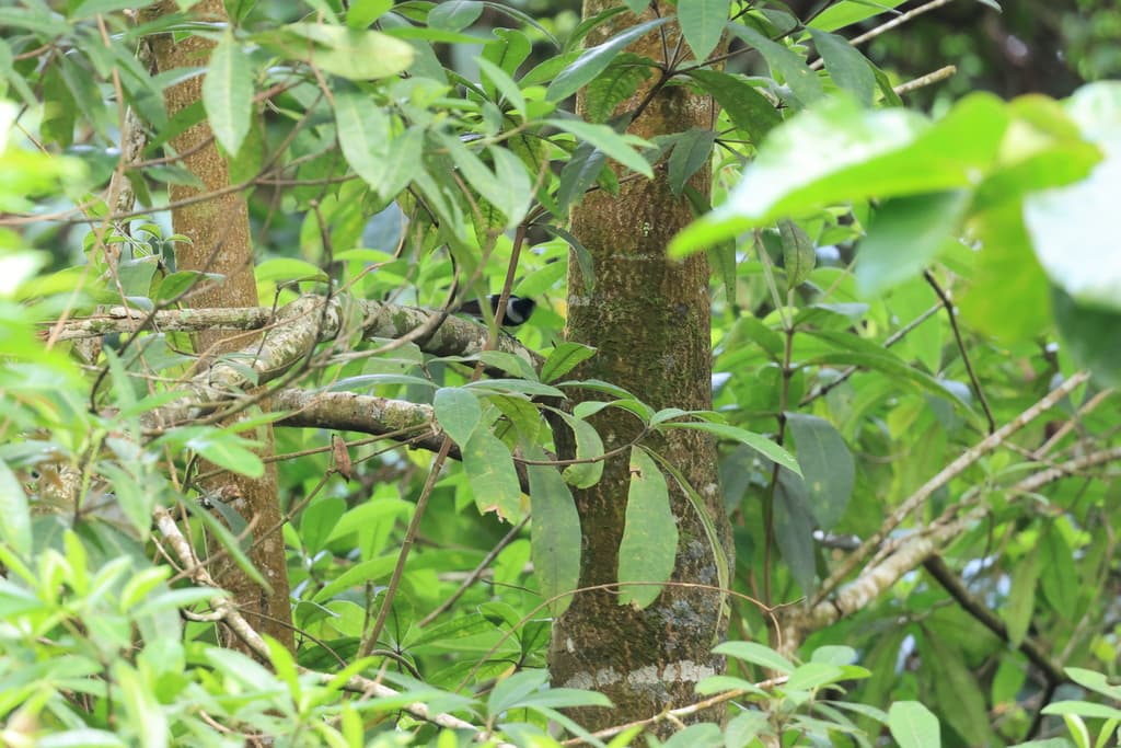 Pied Monarch
