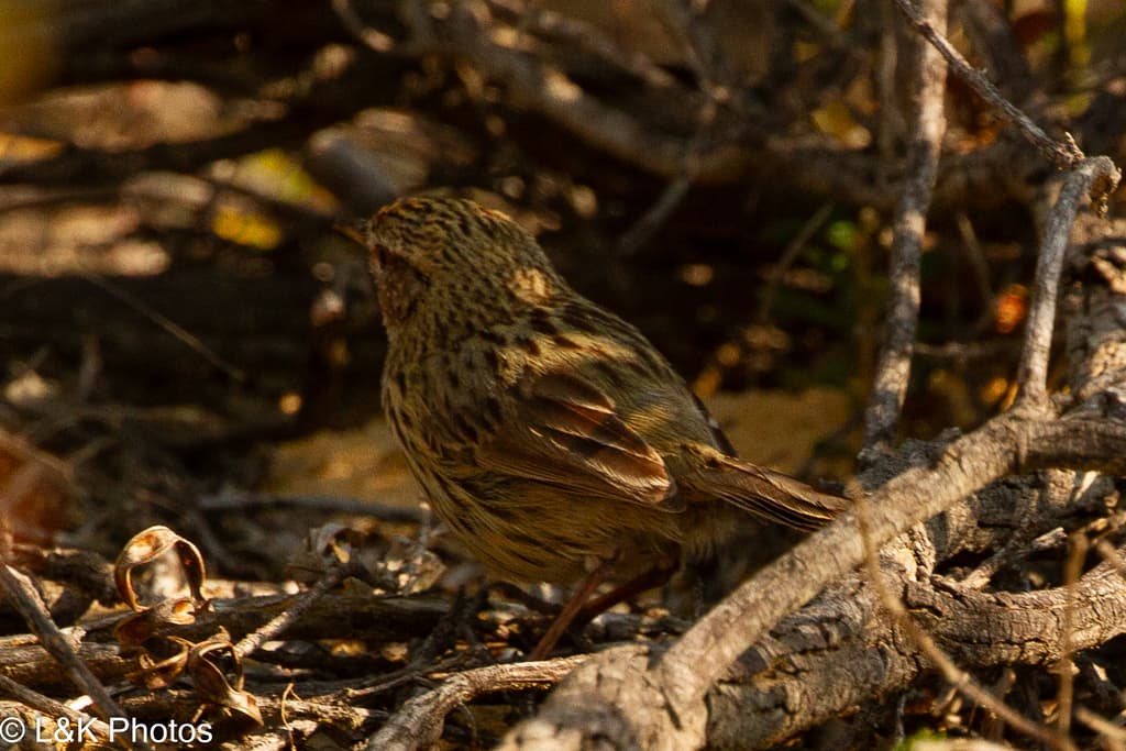 Rufous Fieldwren