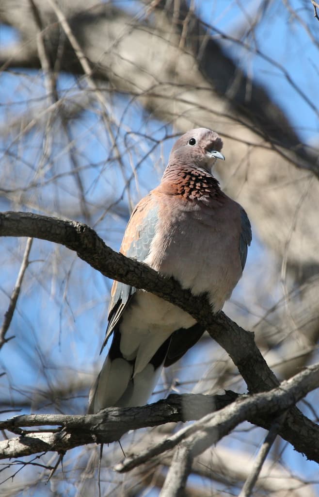 Laughing Dove