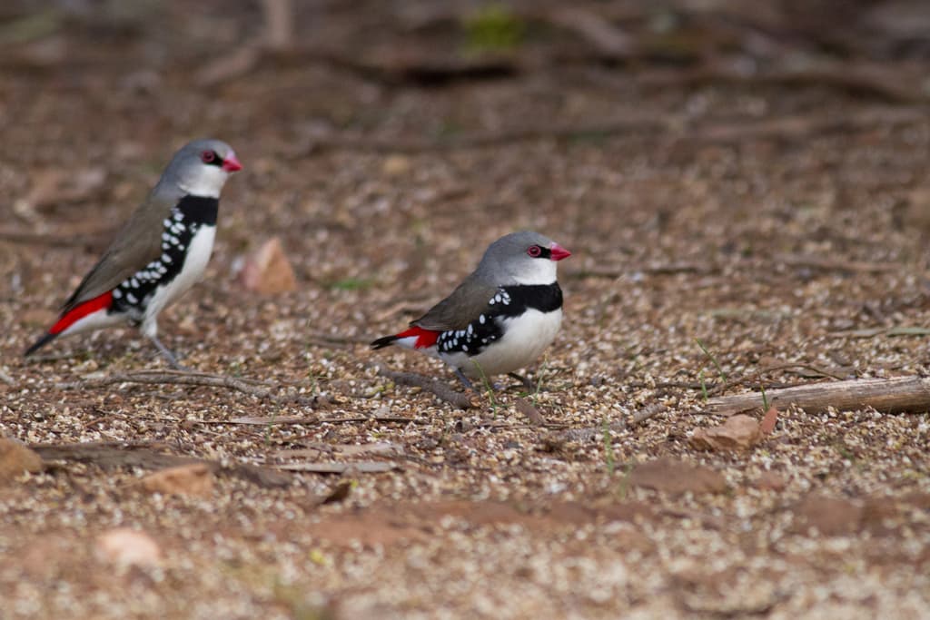 Diamond Firetail