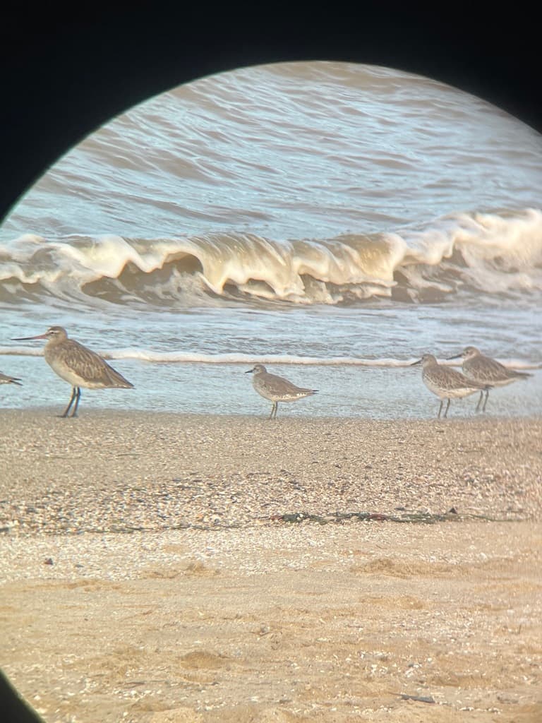 Red Knot