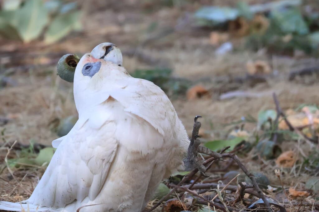 Little Corella