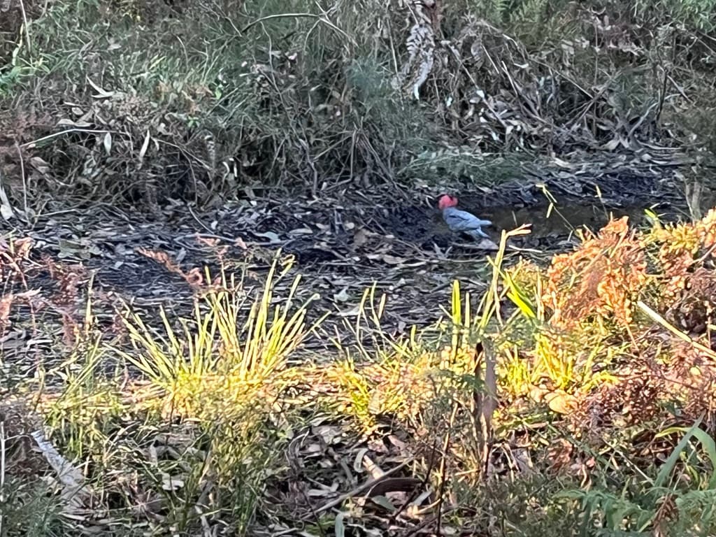 Gang-gang Cockatoo