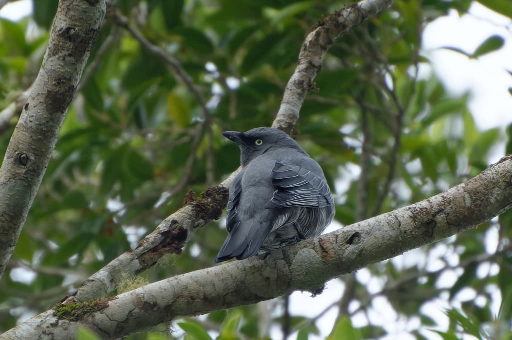 Barred Cuckooshrike