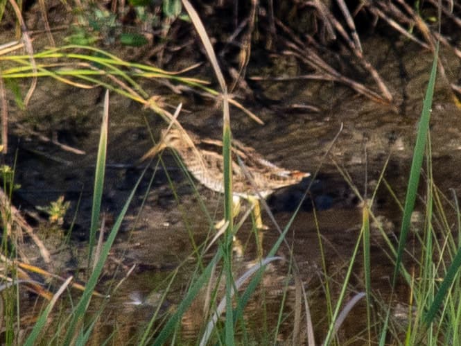Latham's Snipe