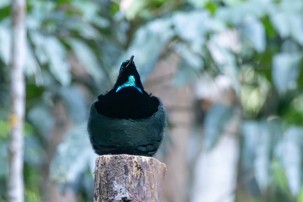 Victoria's Riflebird