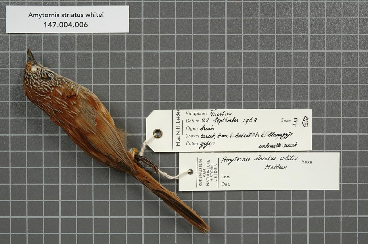 Pilbara Grasswren