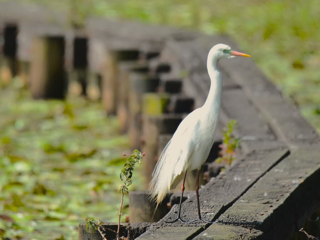 Medium Egret