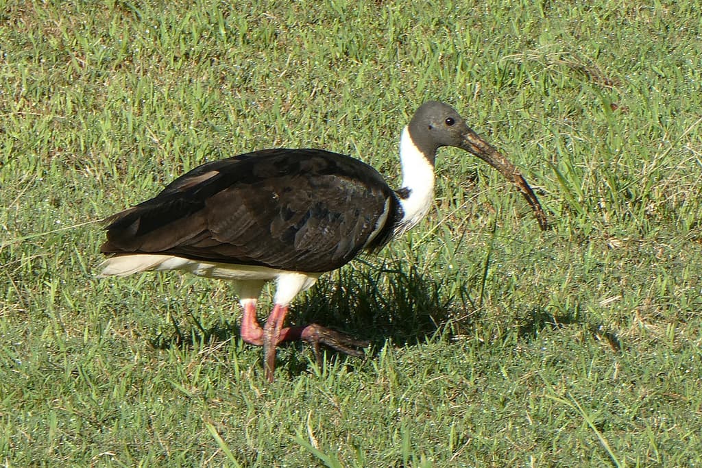 Straw-necked Ibis