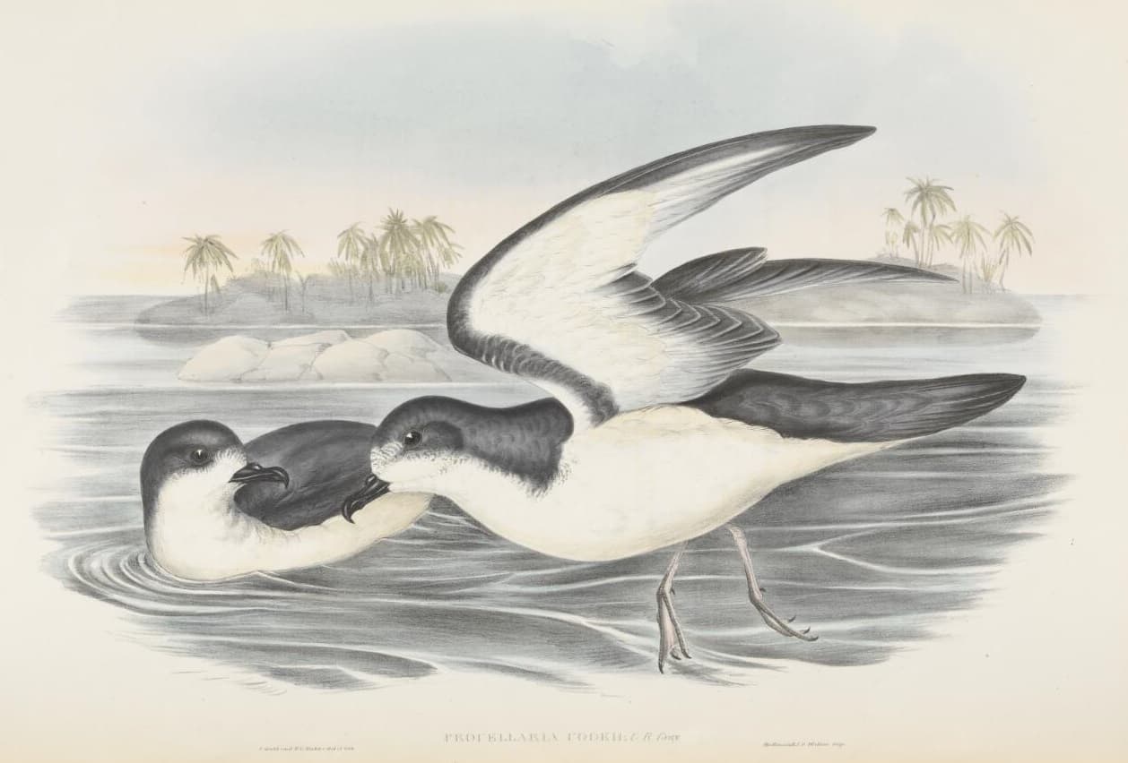 Gould's Petrel