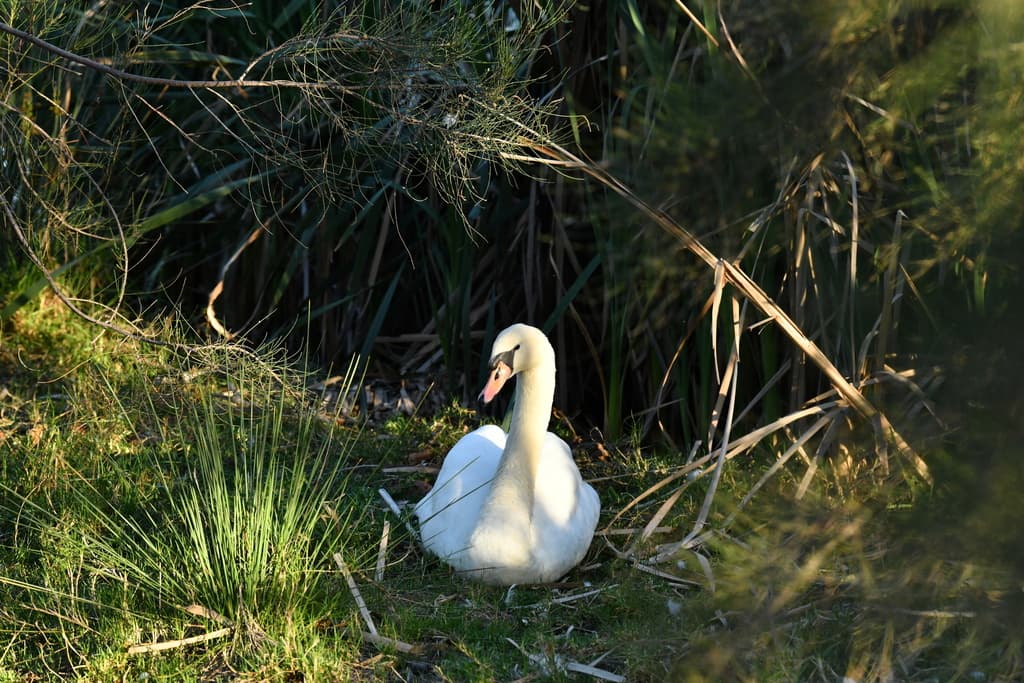 Mute Swan