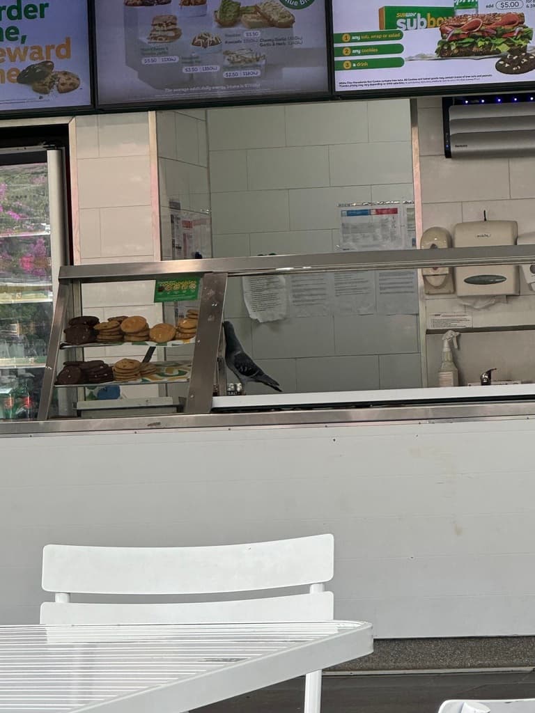 Rock Pigeon
