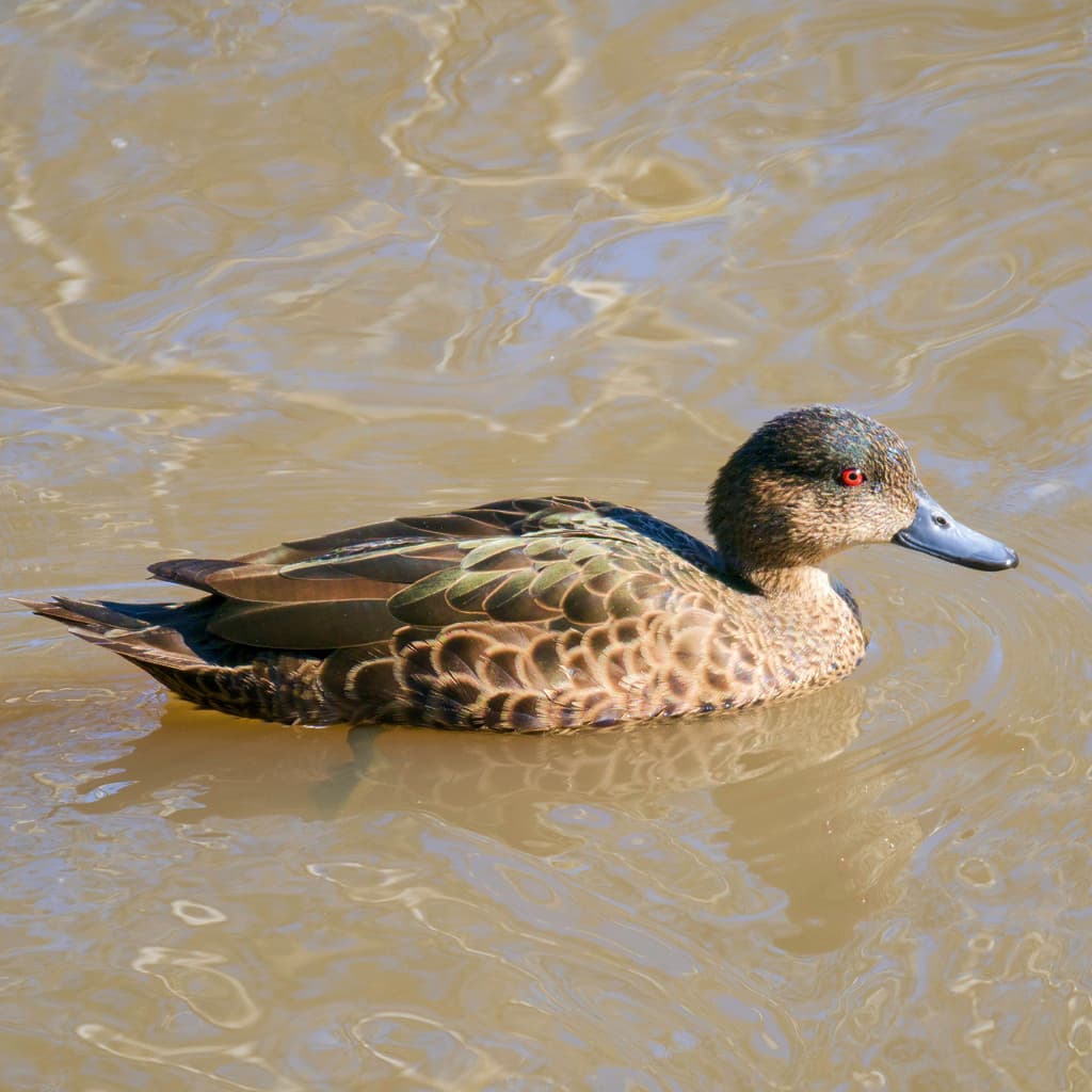 Chestnut Teal