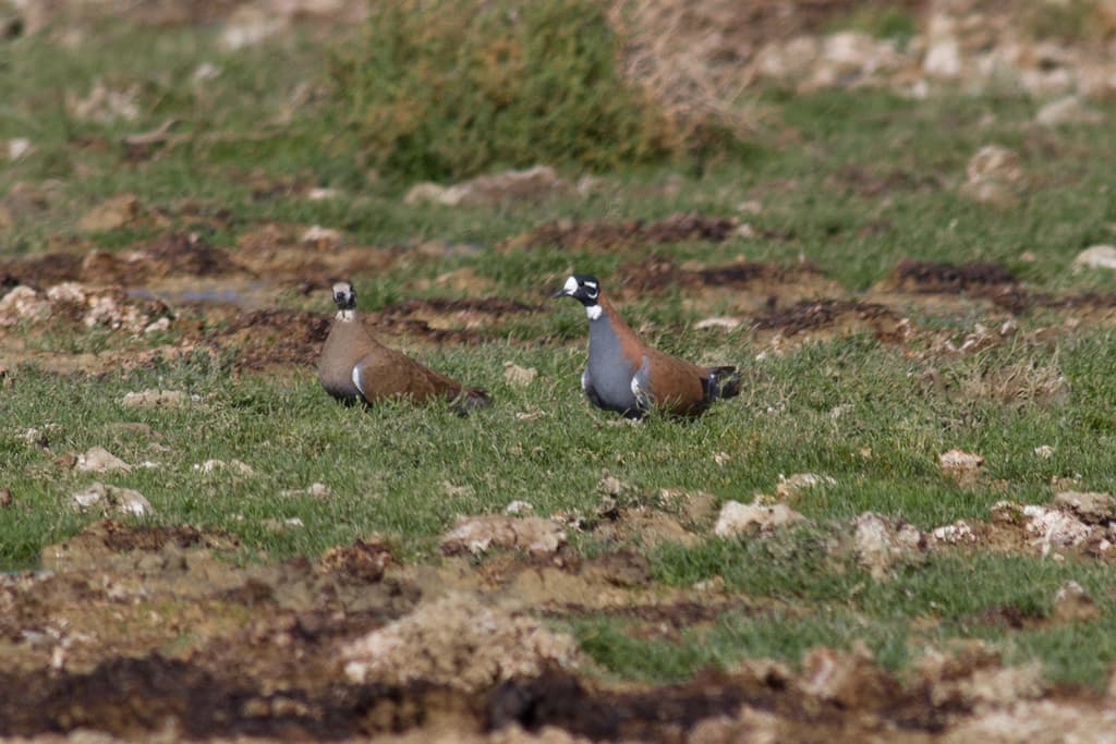Flock Bronzewing