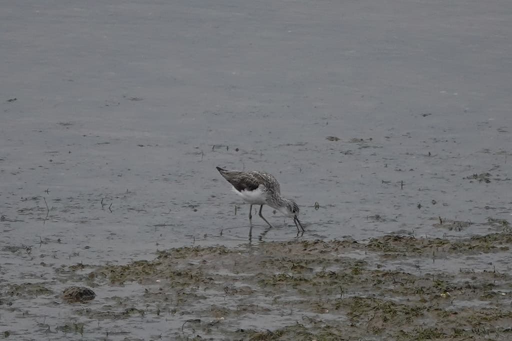 Common Greenshank