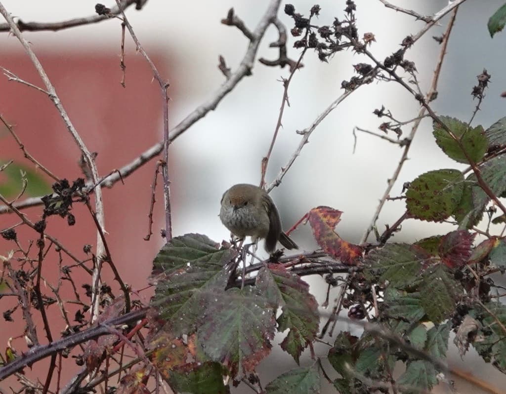 Brown Thornbill
