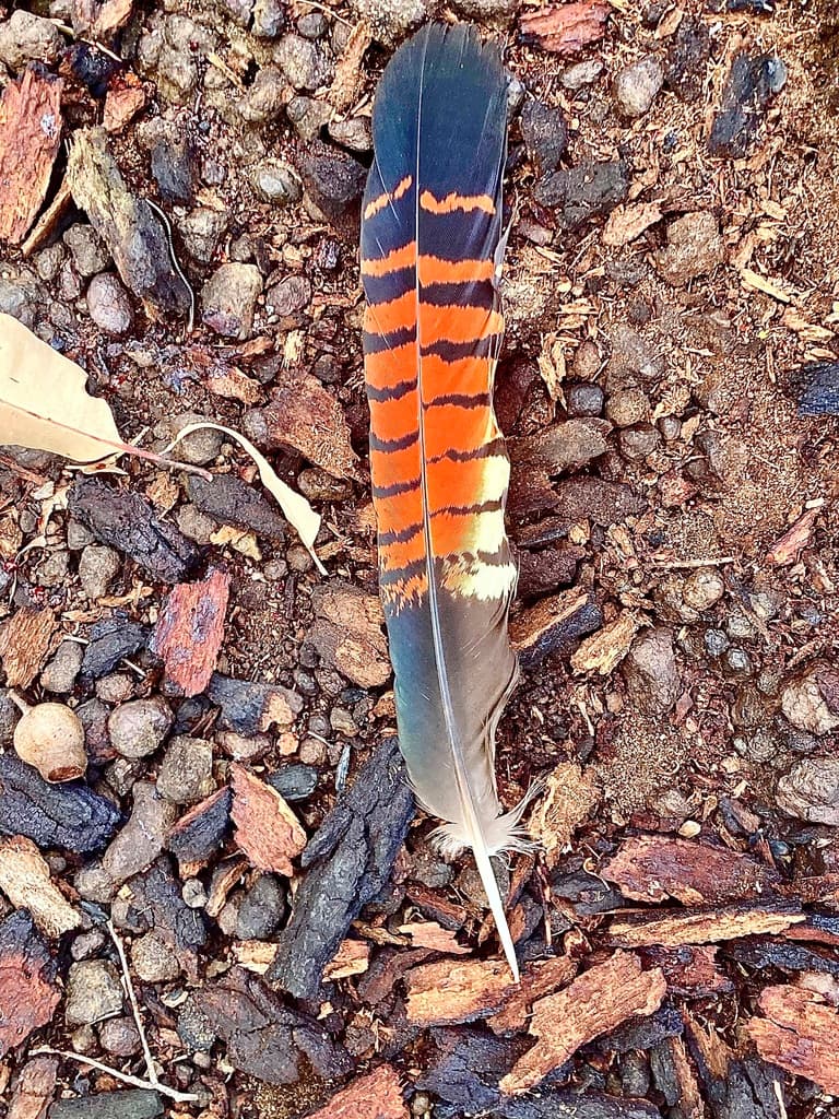 Red-tailed Black Cockatoo