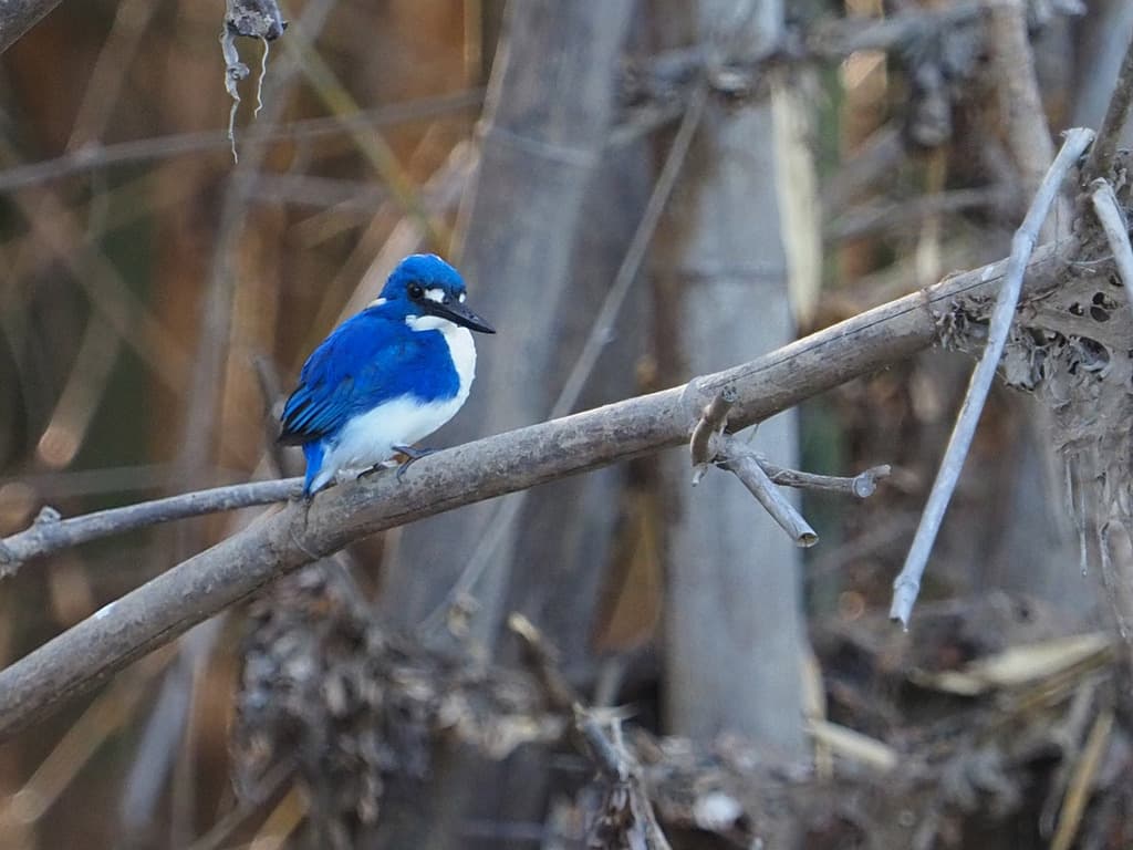 Little Kingfisher