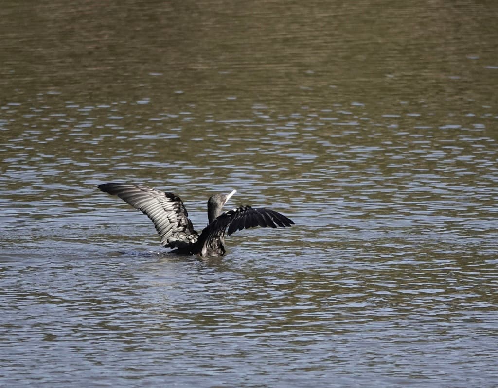 Little Black Cormorant
