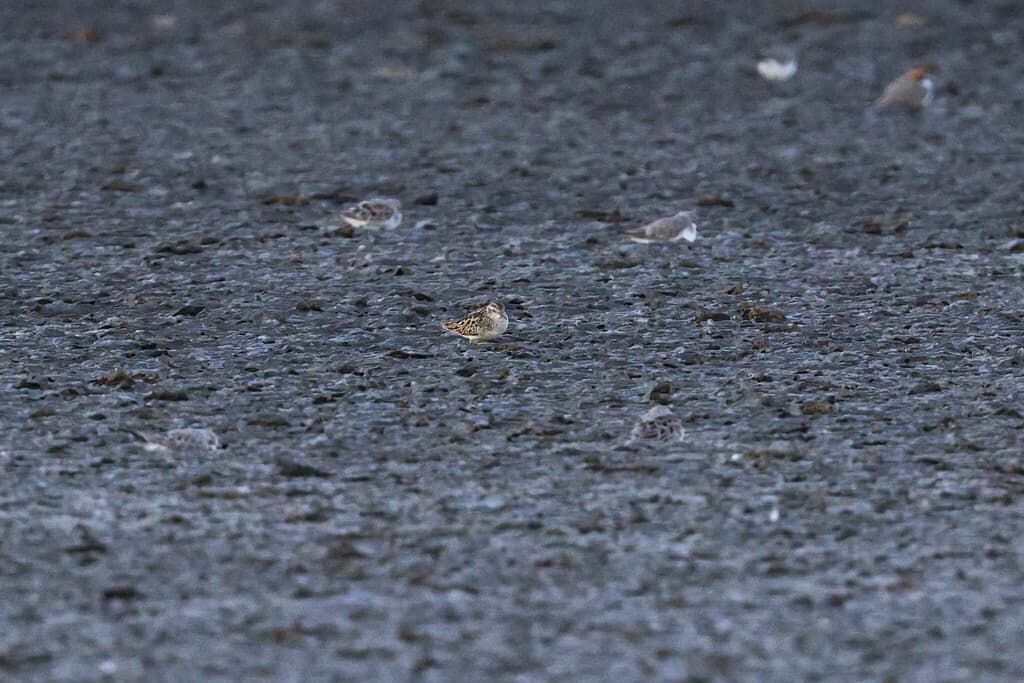 Long-toed Stint