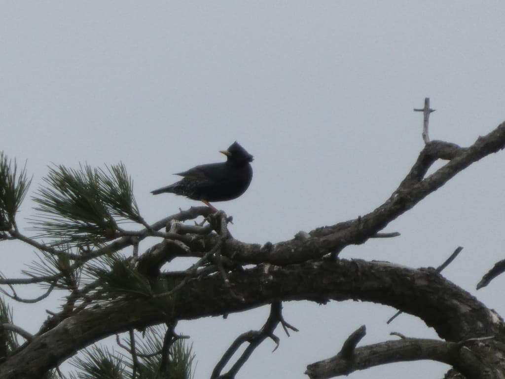 Common Starling
