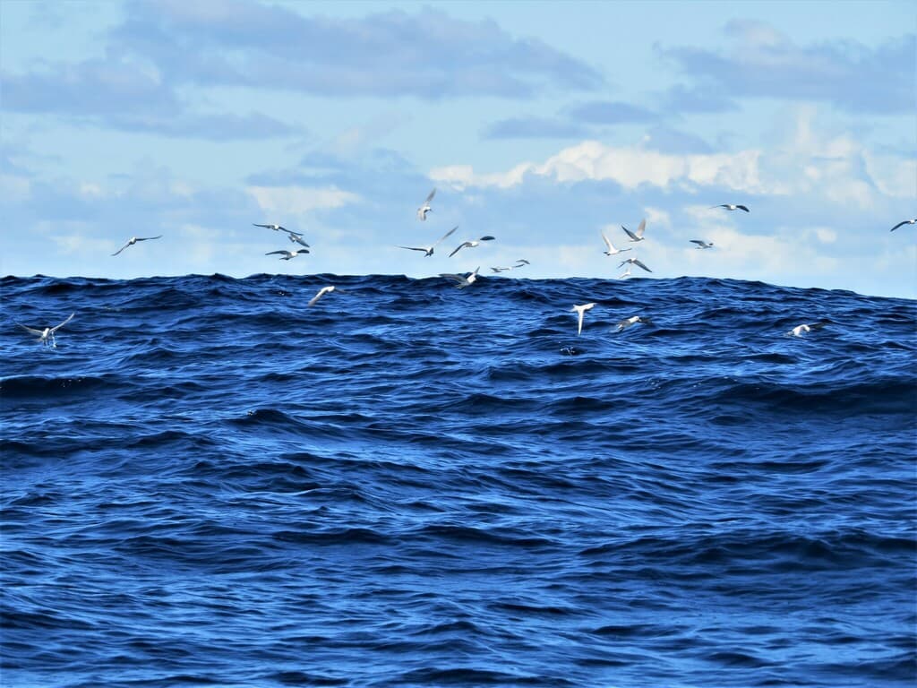 Grey Noddy