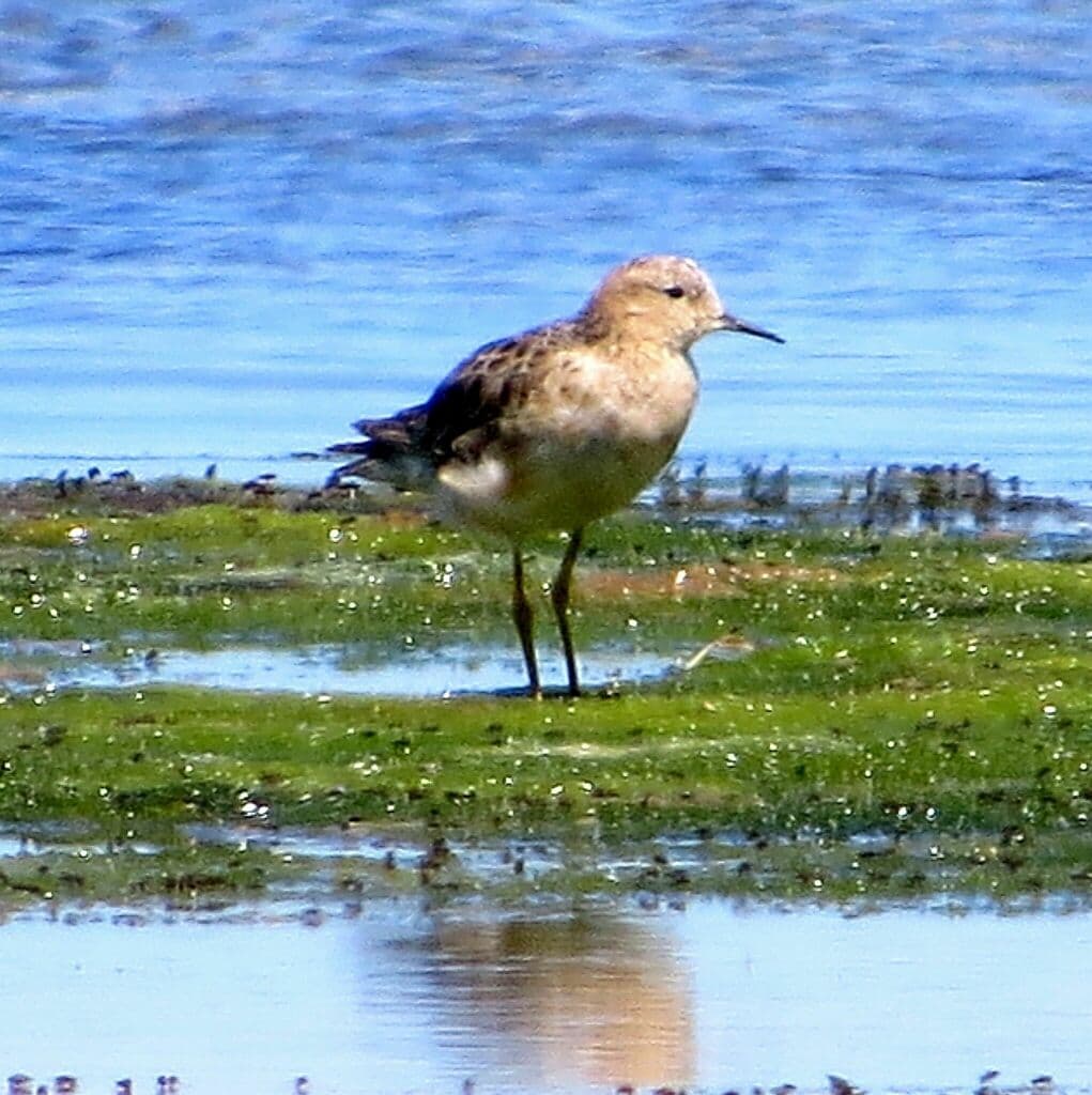 Buff-breasted Sandpiper