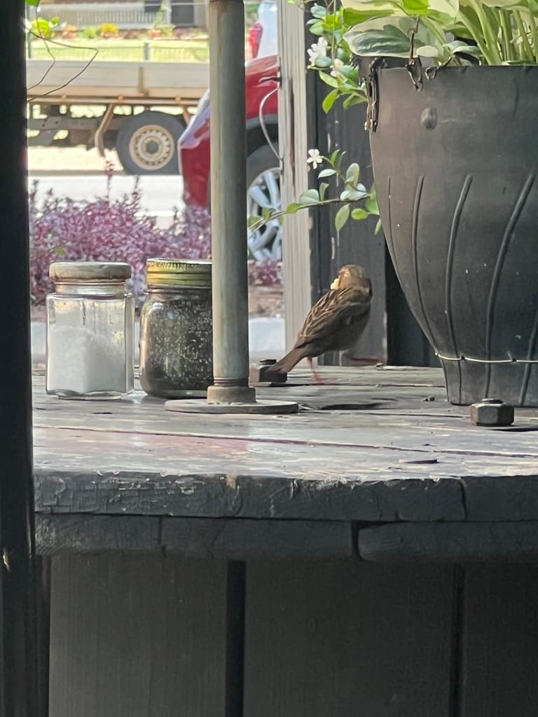 House Sparrow