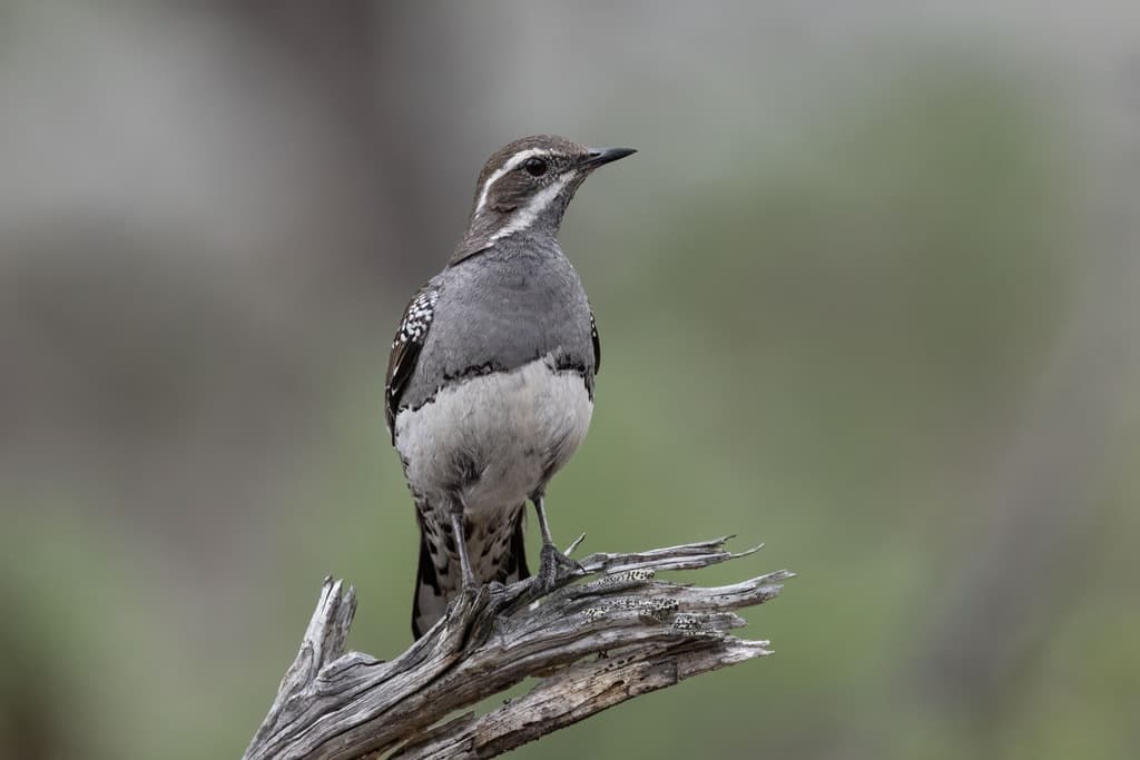 Chestnut Quail-thrush
