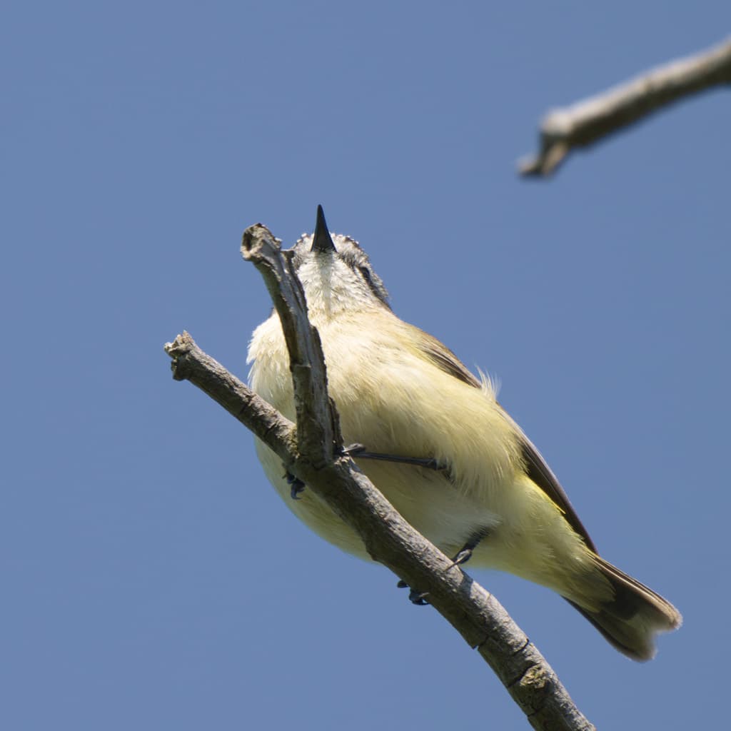 Yellow-rumped Thornbill