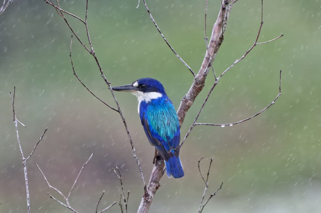 Forest Kingfisher