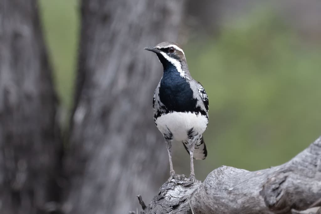 Copperback Quail-thrush