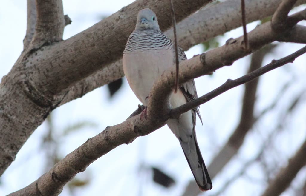 Peaceful Dove