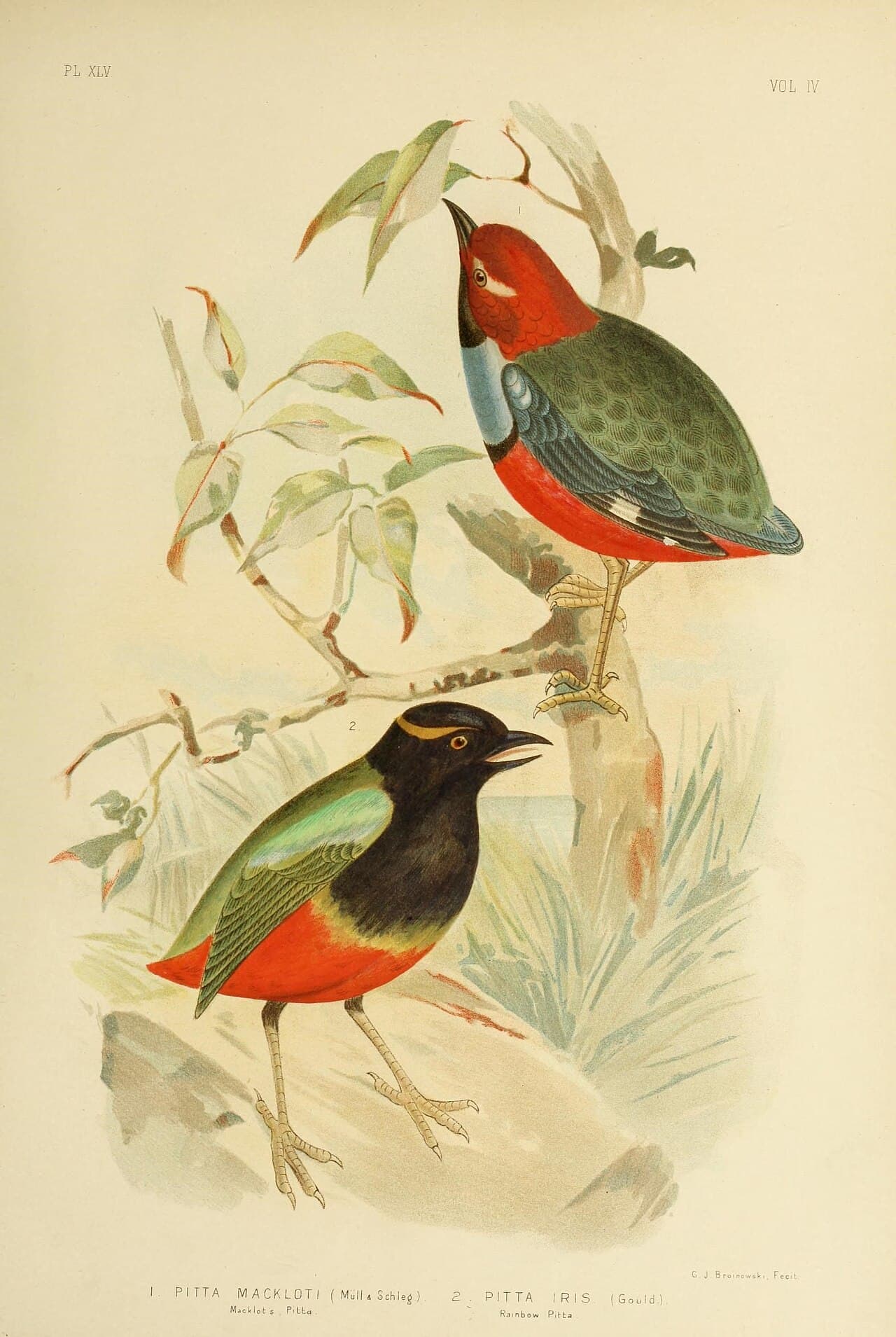 Rainbow Pitta