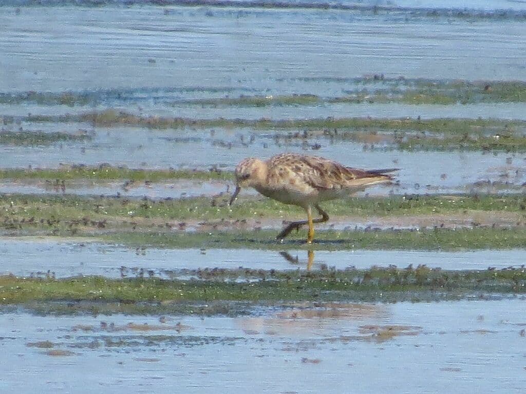 Buff-breasted Sandpiper