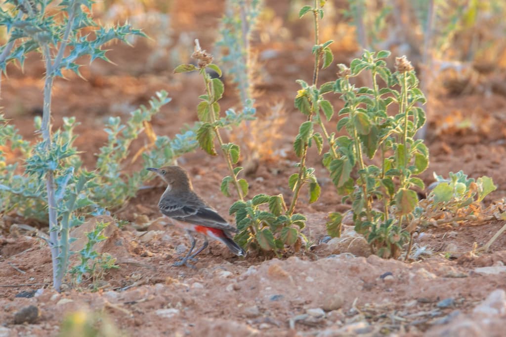 Crimson Chat