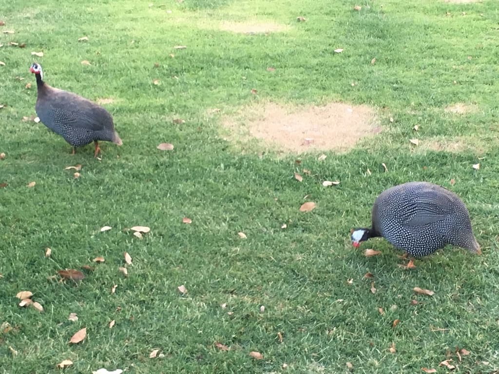 Helmeted Guineafowl