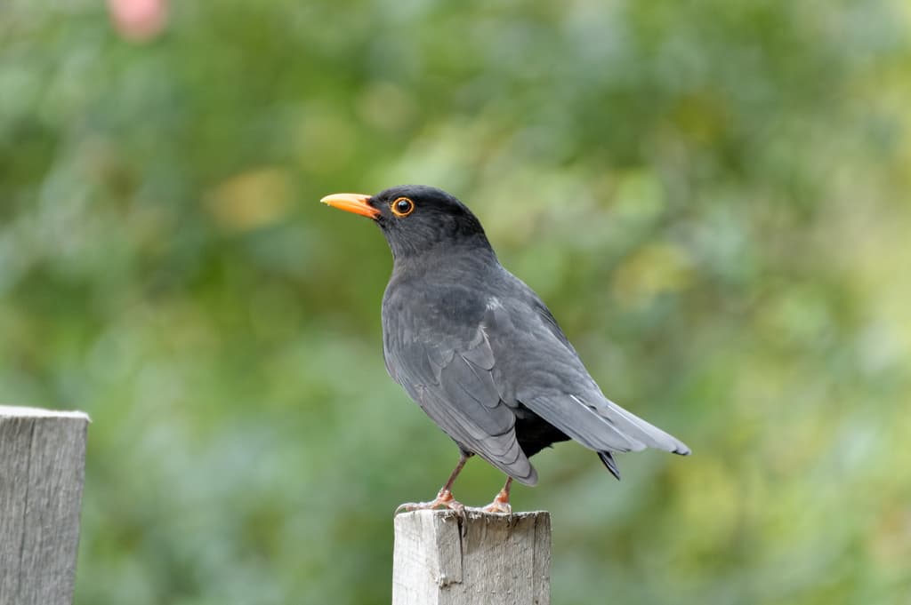 Common Blackbird
