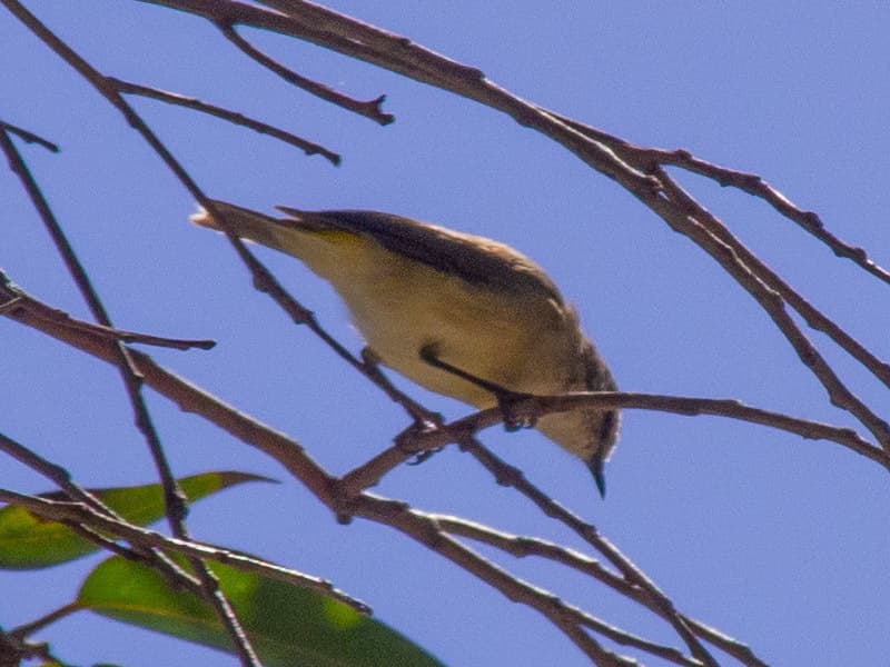 Yellow-rumped Thornbill