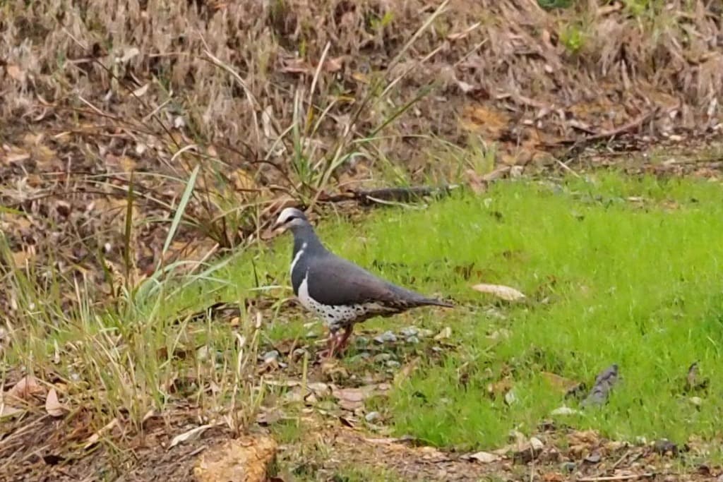 Wonga Pigeon