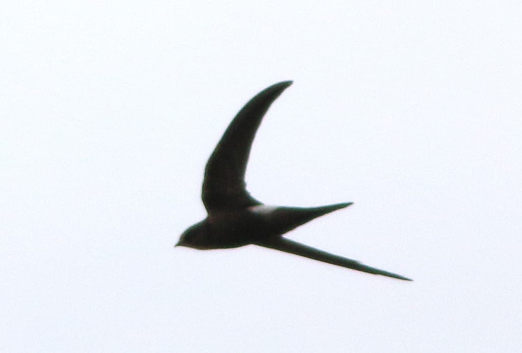 Pacific Swift