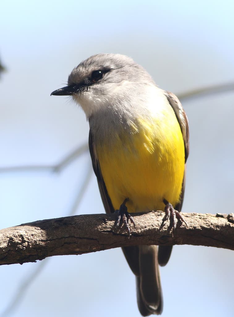 Western Yellow Robin