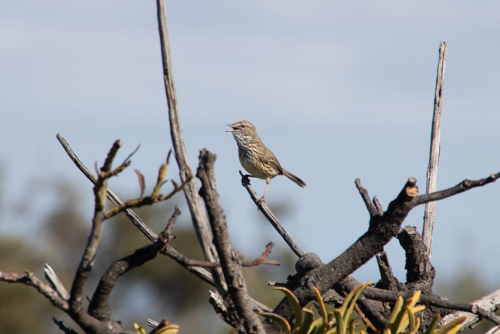 Rufous Fieldwren