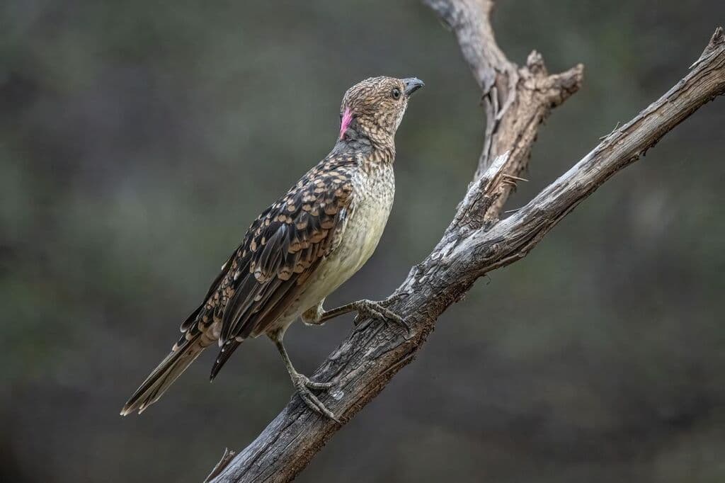 Spotted Bowerbird