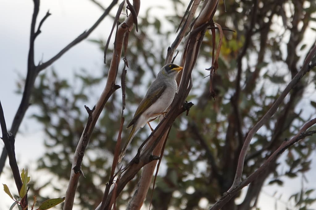 Black-eared Miner