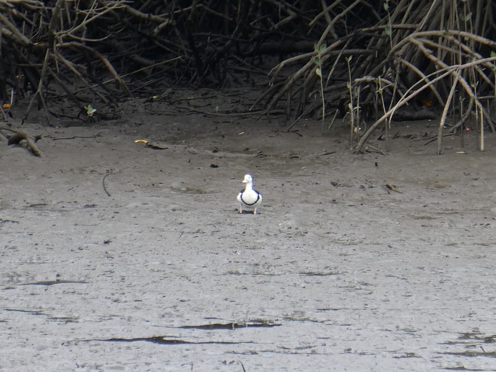 Radjah Shelduck