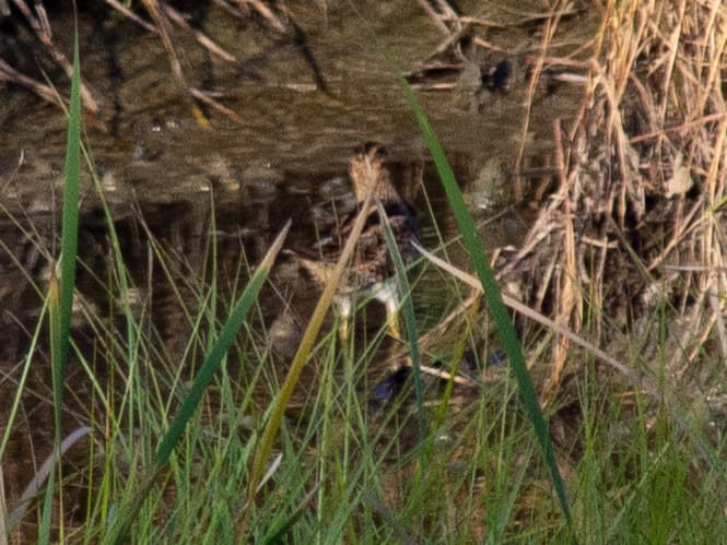 Latham's Snipe
